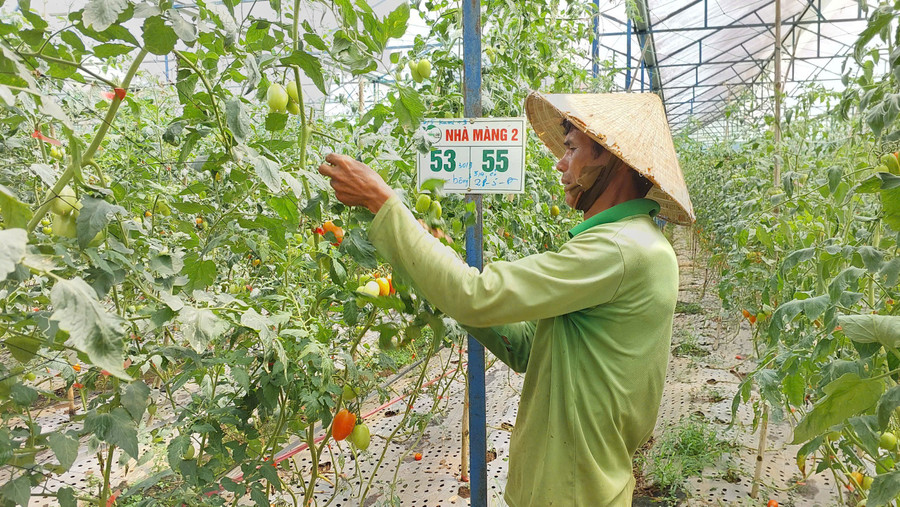 san-xuat-ca-chua-trong-nha-mang-tai-cong-ty-tnhh-mtv-huong-dat-an-phu-mang-lai-su-on-dinh-cung-cap-thuong-xuyen-ra-thi-truong.jpg