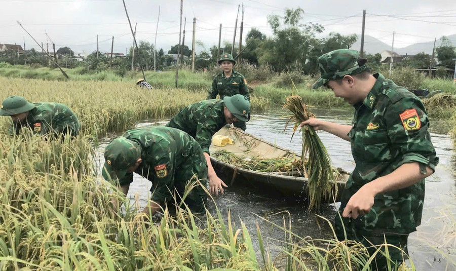 Cán bộ, chiến sĩ Đồn Biên phòng Cát Khánh giúp dân thu hoạch lúa, tránh thiệt hại do mưa lớn gây ngập úng. Ảnh: H.P bo-doi-dam-minh-giup-dan-thu-hoach-lua.jpg
