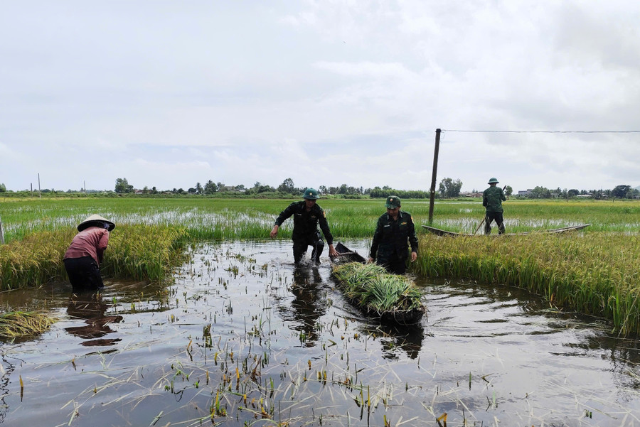 Đến chiều ngày 30-10, các cán bộ, chiến sĩ Đồn Biên phòng Cát Khánh đã giúp người dân thu hoạch được 8 sào lúa. Ảnh: H.P bo-do-giup-dan-thu-hoach-lua.jpg