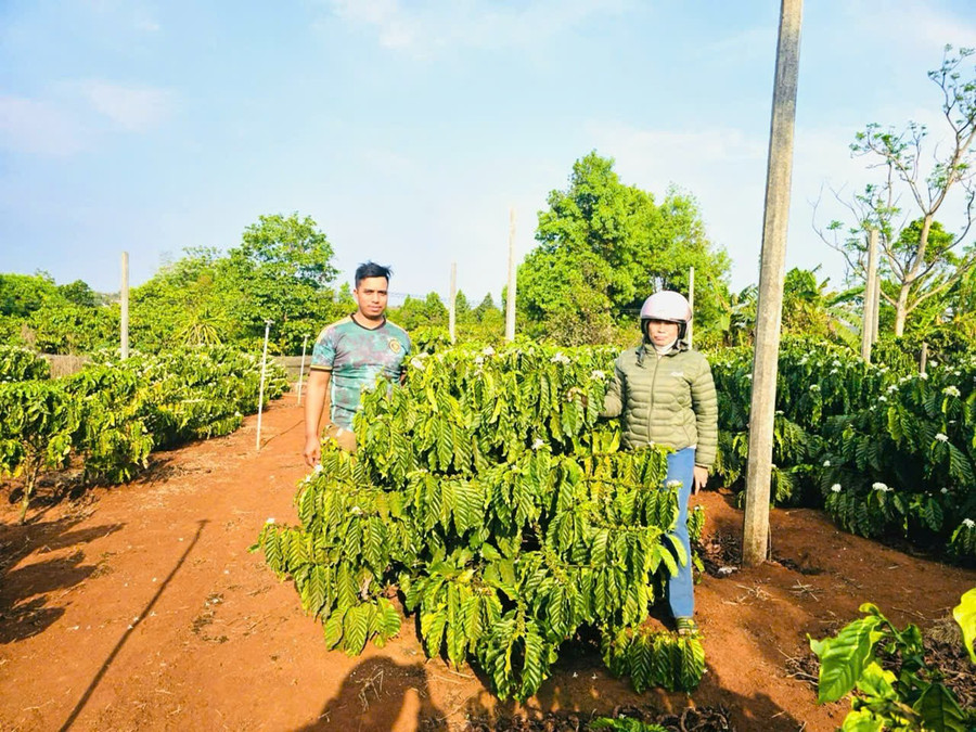 លោក Thue នៅជាប់សួនកាហ្វេដែលដាំឡើងវិញរបស់គ្រួសារគាត់។ រូបថត៖ ហុង ធួង anh-thue-ben-vuon-ca-phe-tai-canh-cua-gia-dinh-anh-hong-thuong.jpg