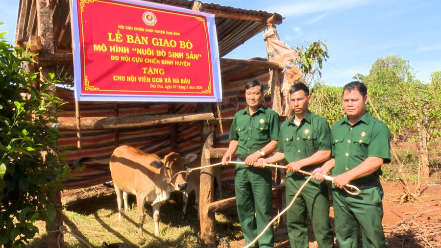 Các cấp Hội CCB huyện Đak Đoa đã triển khai nhiều chương trình hỗ trợ hội viên phát triển kinh tế. Ảnh: Nhật Hào z6730328581610-a4461ab08ba205982ee1c1086e5ef06d.jpg