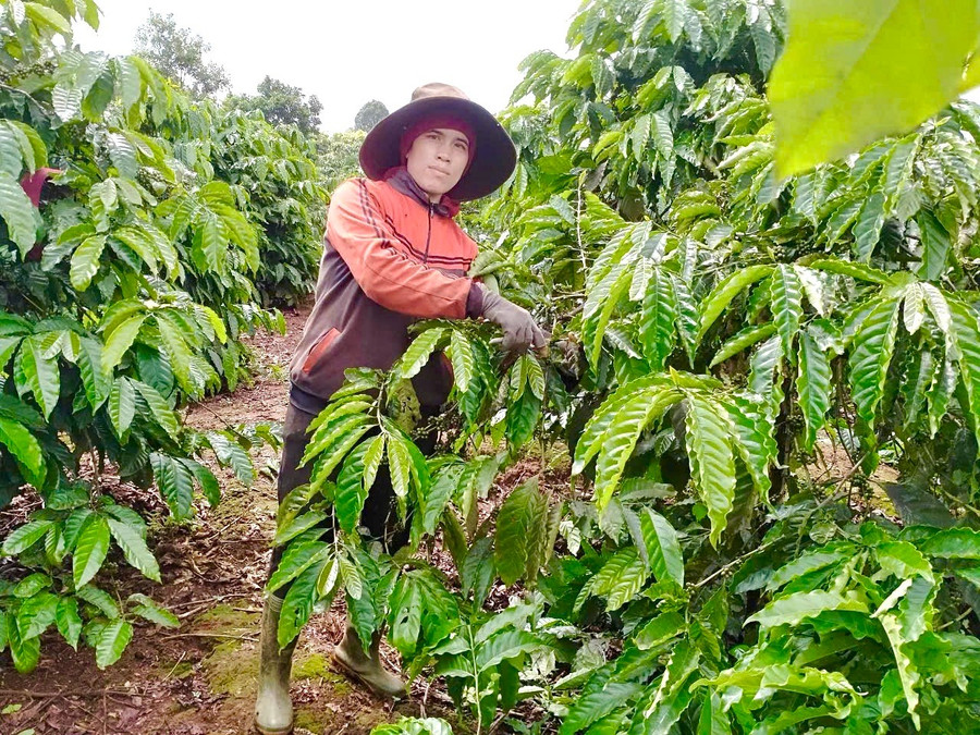 Phụ nữ làng Roh nâng cao hiệu quả sản xuất cà phê nhờ tham gia Tổ liên kết xuất và tiêu thụ sản phẩm cà phê. Ảnh: Hồng Thương pn-lang-roh.jpg