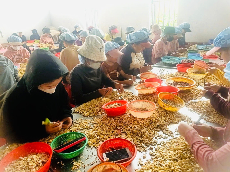 Tổ liên kết bóc tách hạt điều xã Chư Á tạo việc làm cho 50 thành viên. Ảnh: Hồng Thương tlk-hat-dieu.jpg