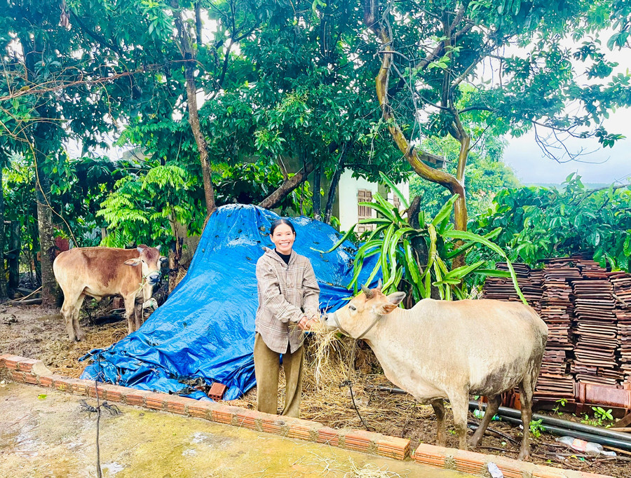 Có nơi ở ổn định, gia đình bà Chang (làng Kơ Tu Dơng) tích cực sản xuất chăn nuôi để nâng cao thu nhập. Ảnh: Hồng Thương ba-chang-nuoi-them-bo-de-vua-co-thu-nhap-vua-co-phan-bon-cho-cay-trong-nham-nang-cao-hieu-qua.jpg