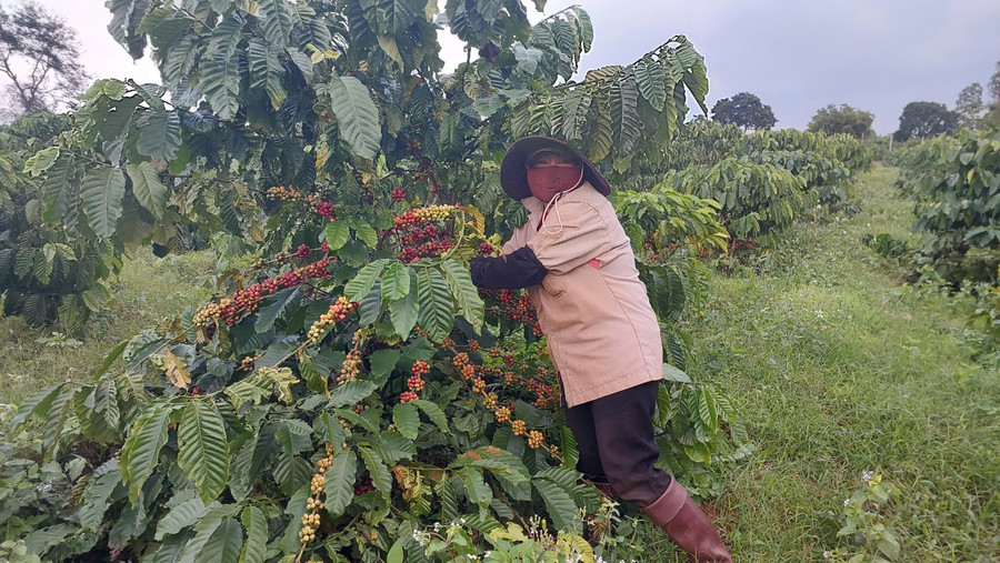 nong-dan-xa-chu-se-thu-hoach-ca-phe-nien-vu-2025-2026-nho-duoc-mua-duoc-gia-mang-lai-nguon-thu-on-dinh.jpg