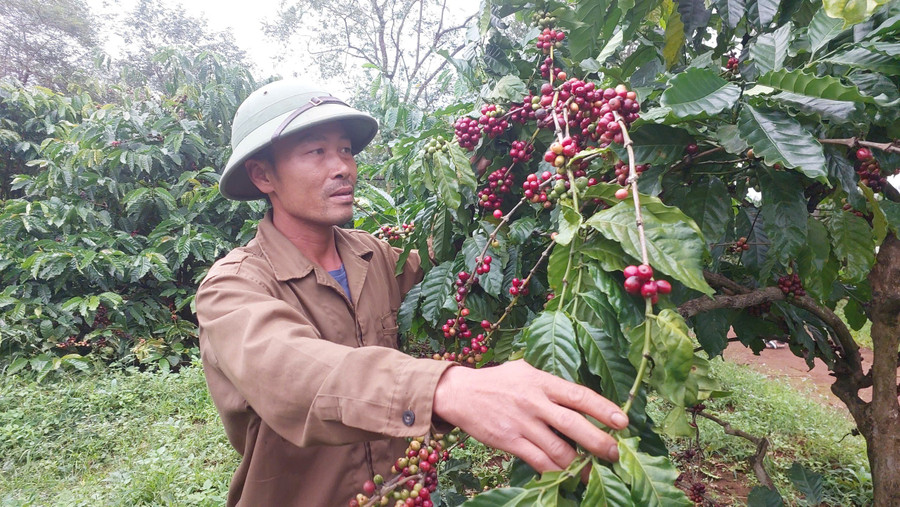 vuon-ca-phe-da-chin-do-cua-ong-nguyen-van-hoc-nhung-chua-the-thu-hoach-do-anh-huong-cua-thoi-tiet-mua.jpg