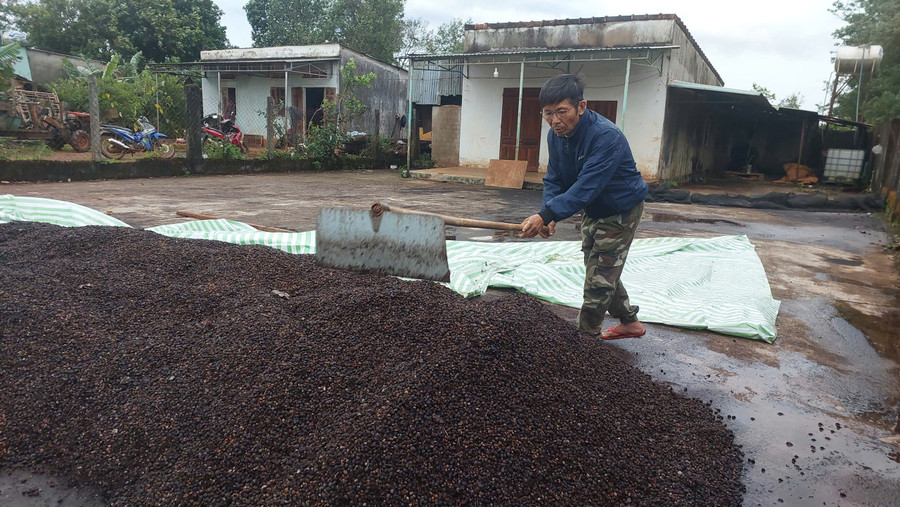 ong-nguyen-van-tam-moi-thu-hoach-duoc-mot-it-ca-phe-trong-dien-tich-cua-gia-dinh.jpg