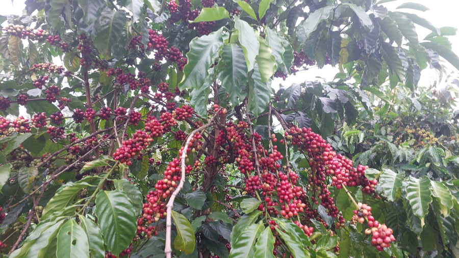 nhung-vuon-ca-phe-cua-cong-ty-tnhh-mtv-ca-phe-ia-grai-da-chin-deu-nhung-chua-the-thu-hoach-vi-thieu-nhan-cong.jpg
