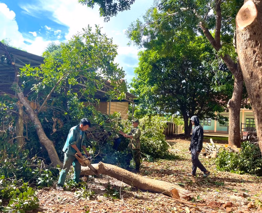 toan-xa-da-cat-tia-duoc-220-cay-xanh-tren-cac-tuyen-duong-va-khu-vuc-cong-cong-anh-nhat-hao-8393.jpg