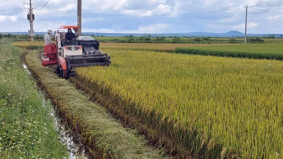 nong-dan-xa-an-phu-tppleiku-bat-dau-thu-hoach-lua-nuoc-vu-mua-2024.jpg