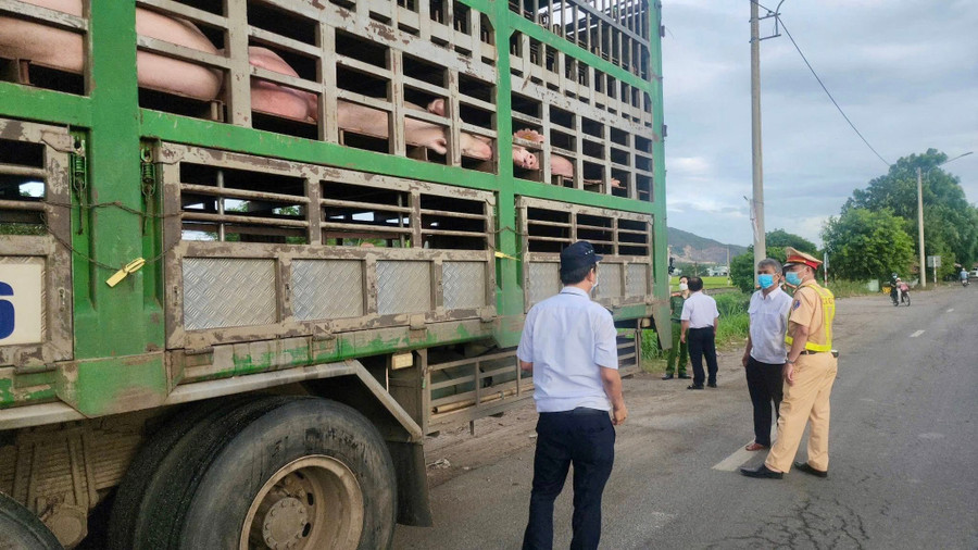 Toàn bộ số heo không có giấy kiểm dịch, nguồn gốc xuất xứ do ô tô tải biển số 36H-044.36 vận chuyển đã được tiêu hủy. Ảnh: ĐVCC 521683211-712363878225758-1759922638300843564-n.jpg