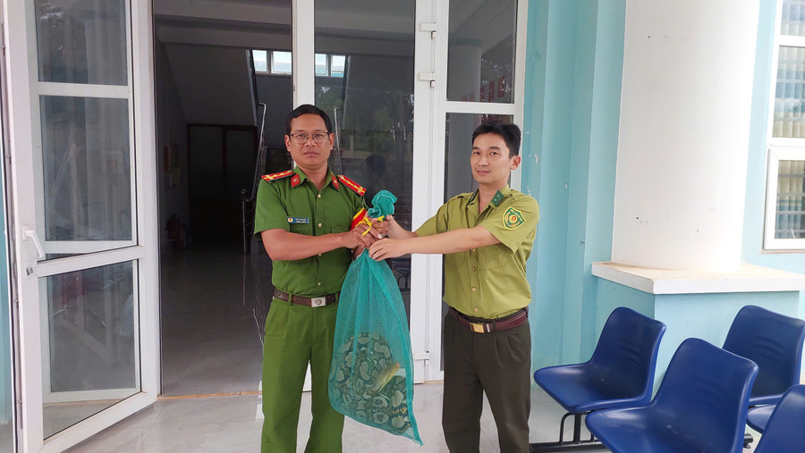 Công an phường Hội Phú bàn giao cá thể trăn cho Hạt Kiểm lâm khu vực Đak Đoa chăm sóc. Ảnh: N.D cong-an-phuong-hoi-phu-ban-giao-ca-the-tran-cho-hat-kiem-lam-khu-vuc-dak-doa-cham-soc.jpg