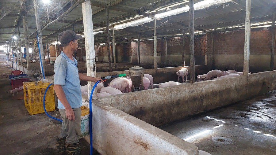 Người chăn nuôi xã Biển Hồ tích cực chăm sóc đàn heo thịt. Ảnh: N.D nguoi-chan-nuoi-xa-bien-ho-cham-soc-dan-heo-thit-phuc-vu-thi-truong-cuoi-nam.jpg