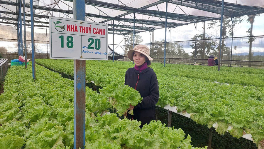 Công nhân Công ty TNHH MTV Hương đất An Phú thu hoạch rau thủy canh. Ảnh: N.D cong-nhan-cong-ty-tnhh-mtv-huong-dat-an-phu-thu-hoach-rau-thuy-canh-trong-nha-mang.jpg