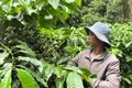 Giá cà phê Tây Nguyên giảm phiên thứ 4 liên tiếp, hồ tiêu cũng giảm nhẹ