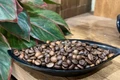 Trong tuần qua, giá cà phê tại Gia Lai giảm 5.200 đồng/kg