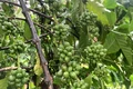 Tin vui, giá cà phê ngày 25-6 tăng mạnh từ 3.000 đồng/kg