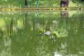 Phát hiện thi thể nam thanh niên nổi tại hồ công viên Đức Cơ