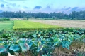 Tiếp tục miễn thuế sử dụng đất nông nghiệp trong 5 năm tới