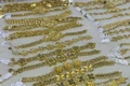 Giá vàng trong nước ngày 10-9 quay đầu giảm 500.000 đồng/lượng. Ảnh: P.V