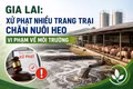 Gia Lai: Xử phạt nhiều trang trại chăn nuôi heo vi phạm về môi trường