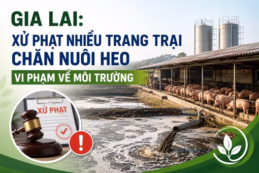 Gia Lai: Xử phạt nhiều trang trại chăn nuôi heo vi phạm về môi trường