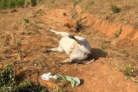 11 con bò thả rông trên núi chết nghi ngộ độc phân urê