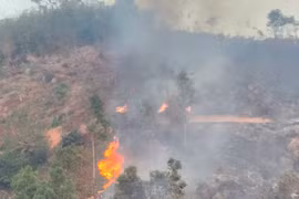 Kịp thời dập tắt cháy rừng ở huyện Đức Cơ