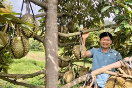 Vùng sầu riêng được xây dựng mã số vùng trồng, góp phần chuẩn hóa quy trình sản xuất, truy xuất nguồn gốc và mở rộng thị trường tiêu thụ. Ảnh: Lê Nam