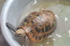 Con rùa mà anh Phong nhặt được và bàn giao cho lực lượng Kiểm lâm. Ảnh: NVCC