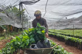 Người dân mua cây giống cà phê tại vườn ươm của Hợp tác xã Dịch vụ nông nghiệp Nghĩa Hòa (huyện Chư Păh) để chuẩn bị trồng tái canh. Ảnh: Lê Nam