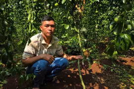 Gia Lai: Điều tra đối tượng chặt phá vườn chanh dây của người dân