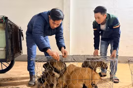 Công an tìm chủ nhân của 43 con chó bị mất trộm