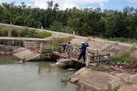 Công nhân Xí nghiệp Thủy lợi V vớt xác heo chết tấp vào lưới chắn trên kênh tưới Văn Phong qua xã Bình An và Bình Hiệp. Ảnh: XNCC