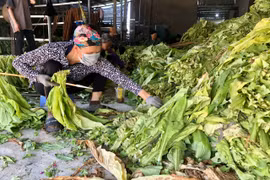 Người dân xâu từng chiếc lá thuốc lá để đưa vào lò sấy