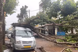 Gia Lai: Cây phượng gãy đổ đè lên xe ô tô ở đường Tân Tiến