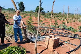 Khởi tố 2 đối tượng chuyên trộm cắp trong rẫy cà phê ở Al Bá