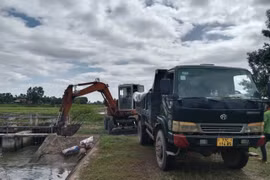 Xã Bình Hiệp khẩn trương thu gom heo chết để tiêu hủy theo quy định