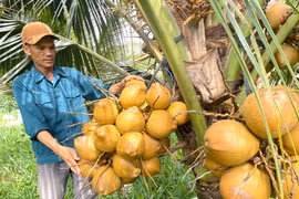 Cây dừa xiêm "bén duyên" với vùng đất Ia Dom