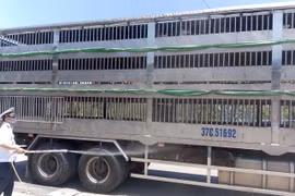 Gia Lai thành lập 4 chốt kiểm soát dịch bệnh động vật liên ngành 