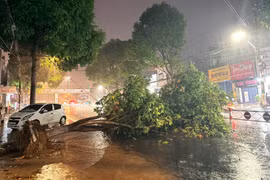 Cây xanh bật gốc chắn ngang đường Hùng Vương do mưa lớn.