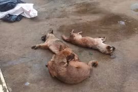 Bắt đối tượng dùng bả để trộm chó 