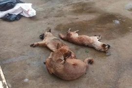 Bắt đối tượng dùng bả để trộm chó 