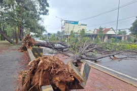 2 cây thông lớn bật gốc đổ trước cổng Khu du lịch Biển Hồ