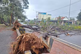 2 cây thông lớn bật gốc đổ trước cổng Khu du lịch Biển Hồ