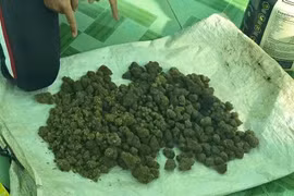 Tạm giữ đối tượng mua bán cần sa