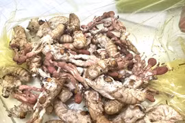 Nguy kịch vì ăn nấm mọc trên nhộng ve sầu