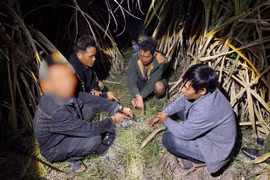 Phát hiện nhóm đối tượng tụ tập "đập đá" trong rẫy mía 