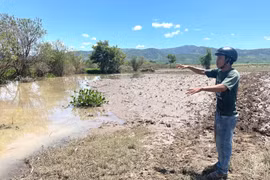 Anh Vĩnh cho rằng diện tích trồng bắp của gia đình bị máy múc hủy hoại. Ảnh: Văn Ngọc