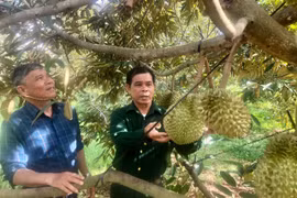 Ông Hoàng Văn Nghiêm-Chủ tịch Hội CCB xã Ia Bă (bìa trái) tham quan mô hình trồng sầu riêng của CCB Lê Văn Hà. Ảnh: Lê Nam